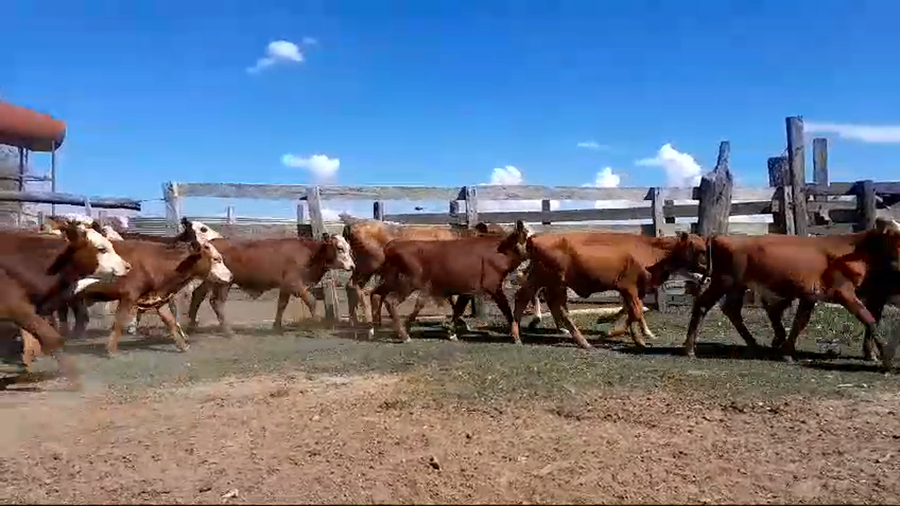 Lote 120 Terneros/as