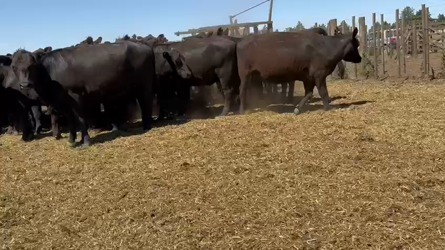 Lote 35 Vaquillonas Preñadas en Tres Arroyos