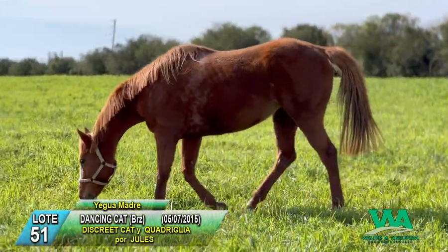 Lote DANCING CAT (Brz)