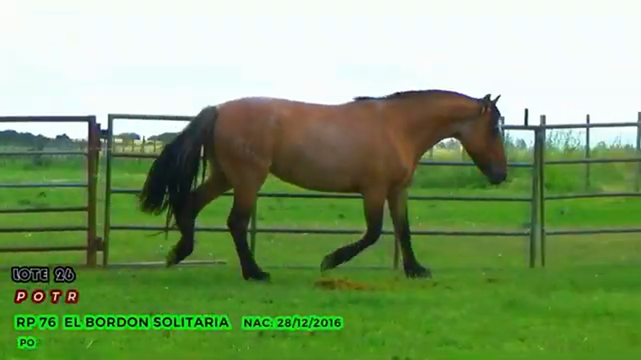 Lote El Bordon Solitaria