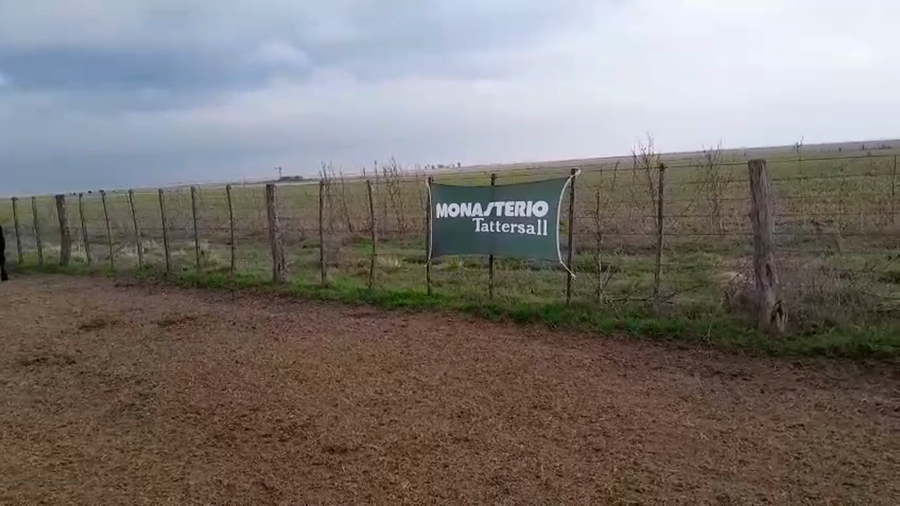 Lote 42 Terneros/as EN ARBOLEDAS