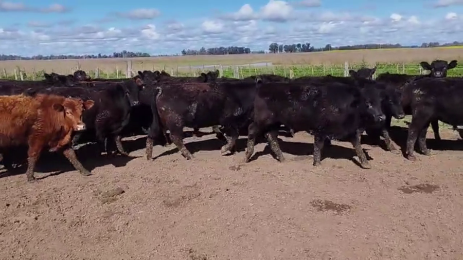 Lote 110 NOVILLITOS, EN BOLIVAR, BS. AS.