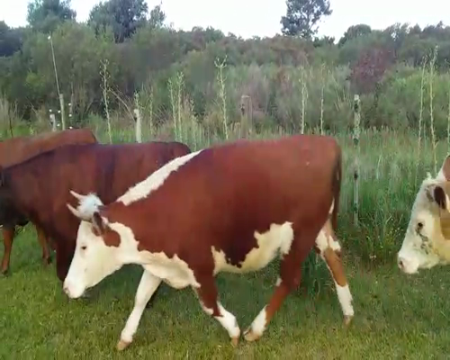 Lote (Vendido)6 Vaquillonas/Vacas Gordas 440kg -  en BLANCARENA