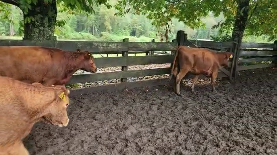 Lote 30 Vaquilla Engorda en Los Lagos, XIV Región Los Ríos