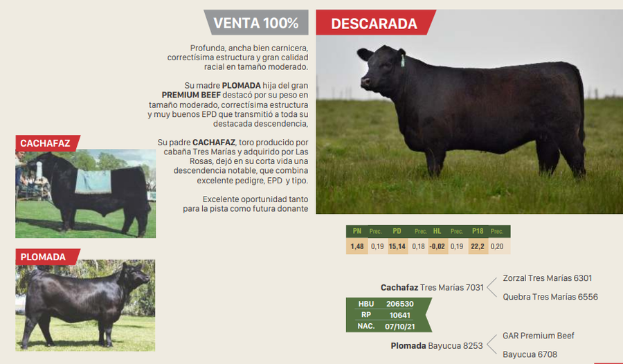 Lote CALYPYSO DESCARADA