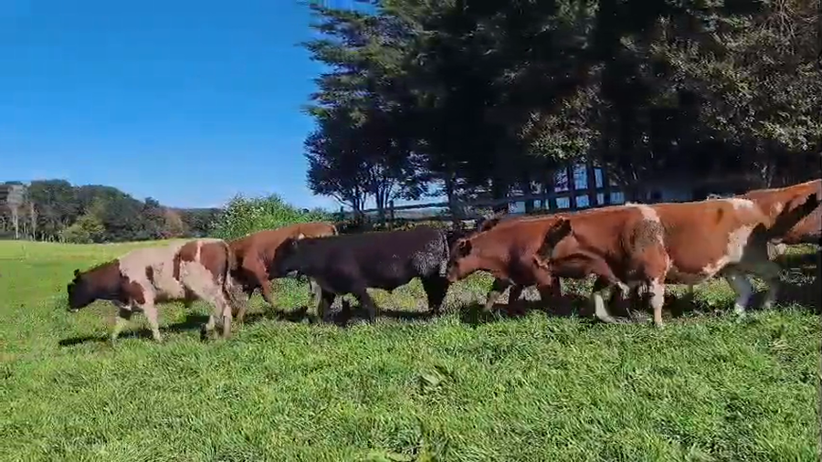 Lote 32 Ternero en Ancud, X Región Los Lagos