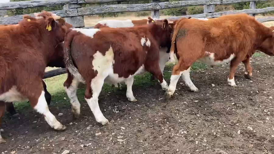 Lote 19 Novillo Engorda en XI Región Aysén, Coyhaique