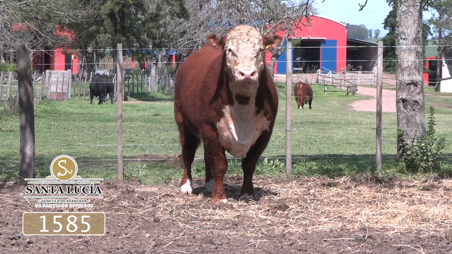 Lote Polled Hereford