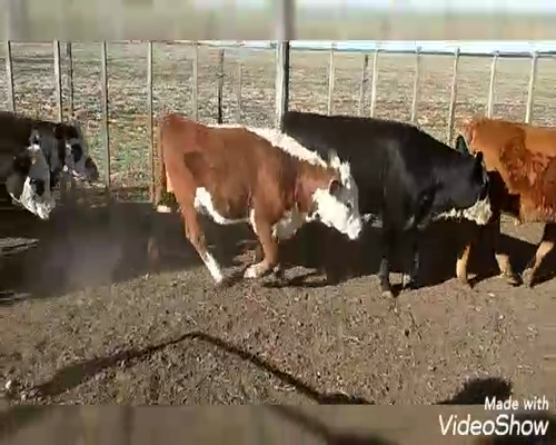 Lote 21 Terneras en Benito Juárez, Buenos Aires