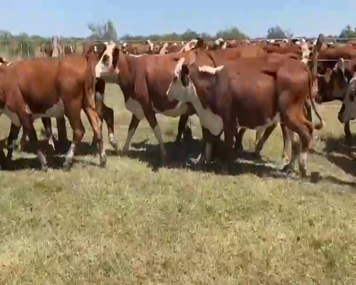 Lote 60 Vaquillonas en Esquina, Corrientes