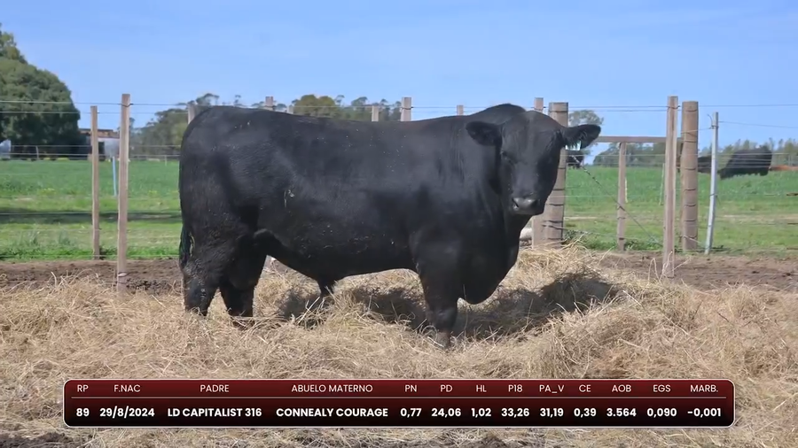 Lote Pinduca