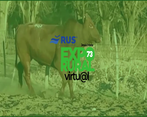 Lote TOROS PP BONSMARA