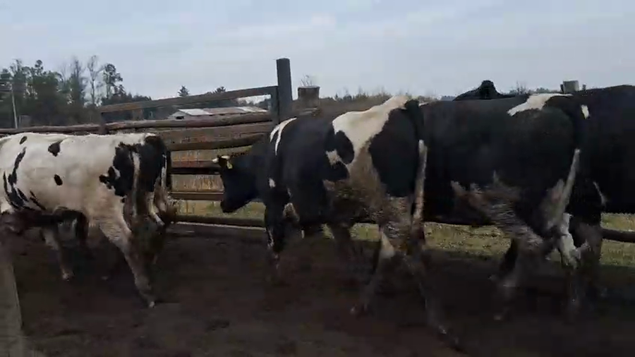 Lote 40 Novillo Gordo en Cabrero, VIII Región Biobío
