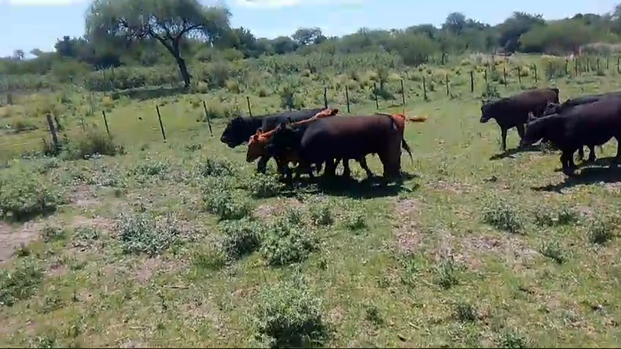 Lote 37 Novillitos