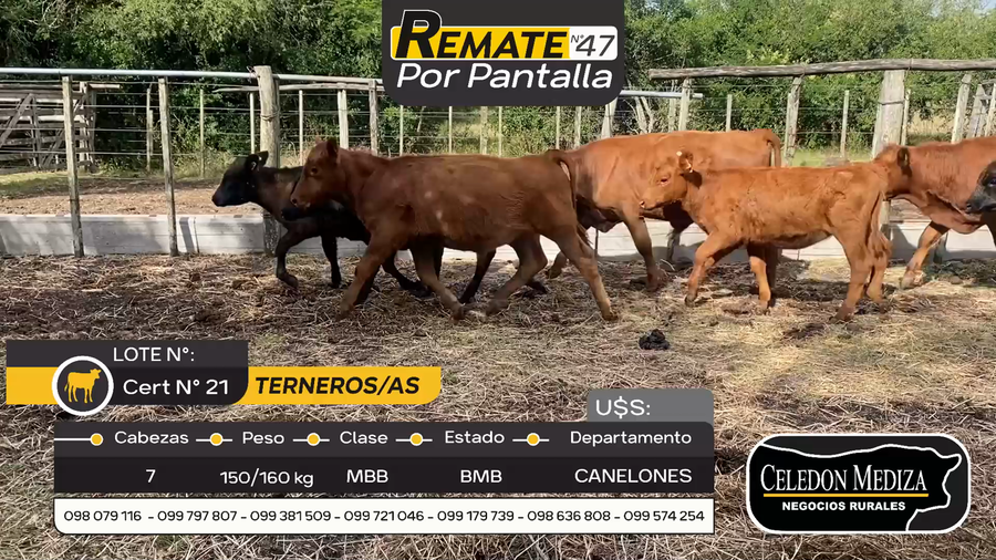 Lote 7 Terneros y Terneras en Otra Localidad, Canelones