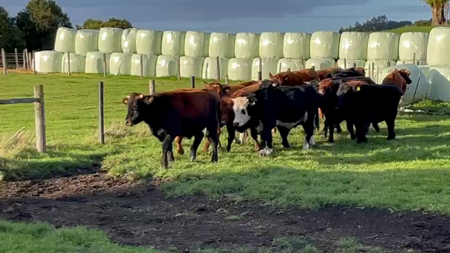 Lote 16 Novillo Engorda en Castro, X Región Los Lagos