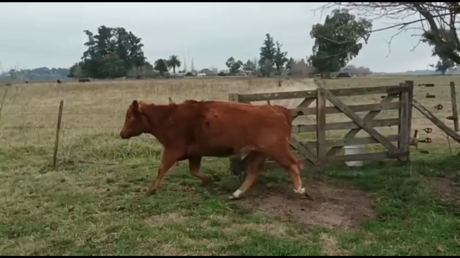 Lote 10 Vacas nuevas Preñadas en Lobos, Buenos Aires