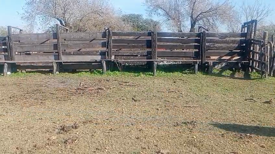 Lote 68 Terneros/as