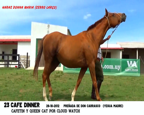 Lote CAFÉ DINNER