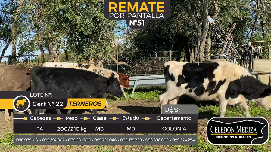 Lote 14 Terneros en La Horqueta, Colonia