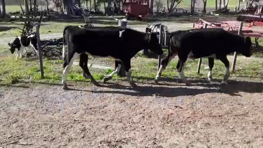 Lote (Vendido)19 Terneros HOLANDO a remate en PANTALLA FEDERICO GARLAND 260kg -  en TALA