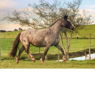 Lote SANTA GLORIA PROPUESTA