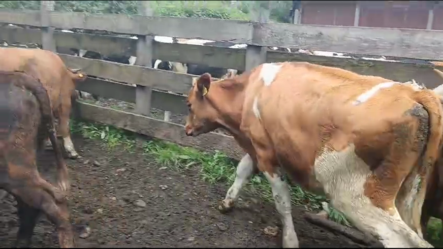 Lote 12 Novillo Engorda en Mariquina, XIV Región Los Ríos