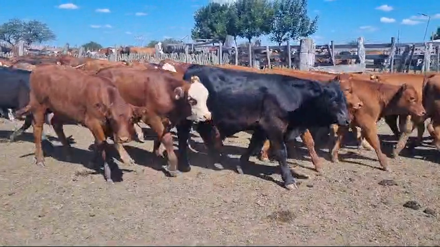 Lote 101 Terneros/as