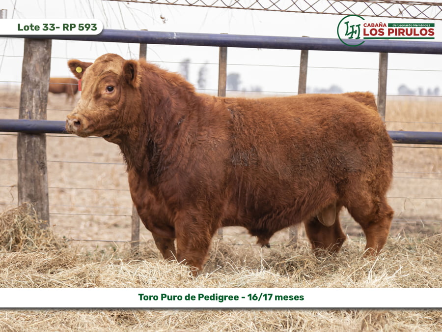 Lote TOROS PUROS DE PEDIGREE - 16/17 meses