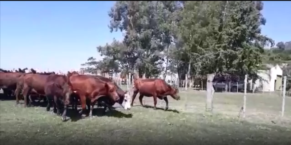 Lote 24 Vacas Preñadas en San José