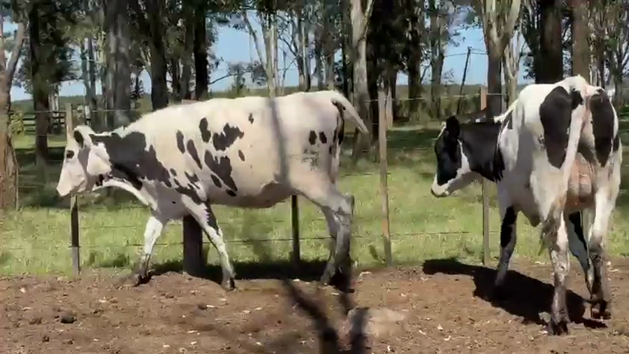 Lote 2 Vaquillonas  a remate en Pantalla Camy 470kg - , San José