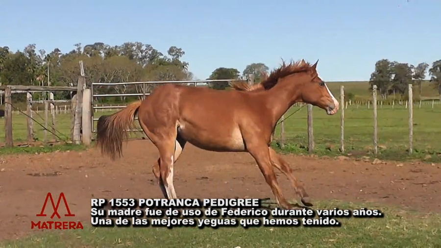 Lote MATRE KOKO PERDIDA