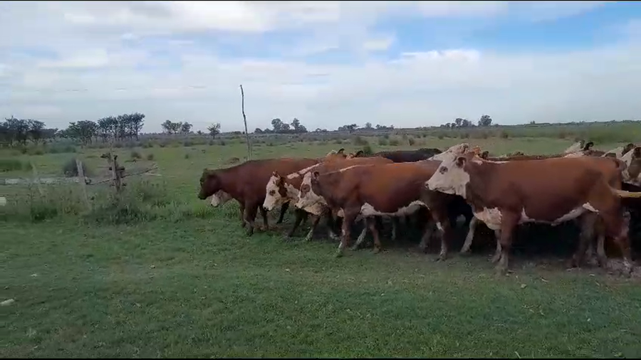 Lote 86 Vaquillonas Braford y sus cruzas en Sunchales, Santa Fe