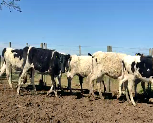 Lote Lote 87 Gelmini eduardo