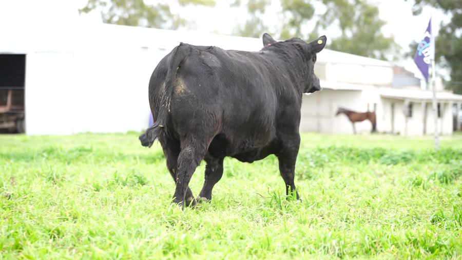 Lote Toros PC Negro