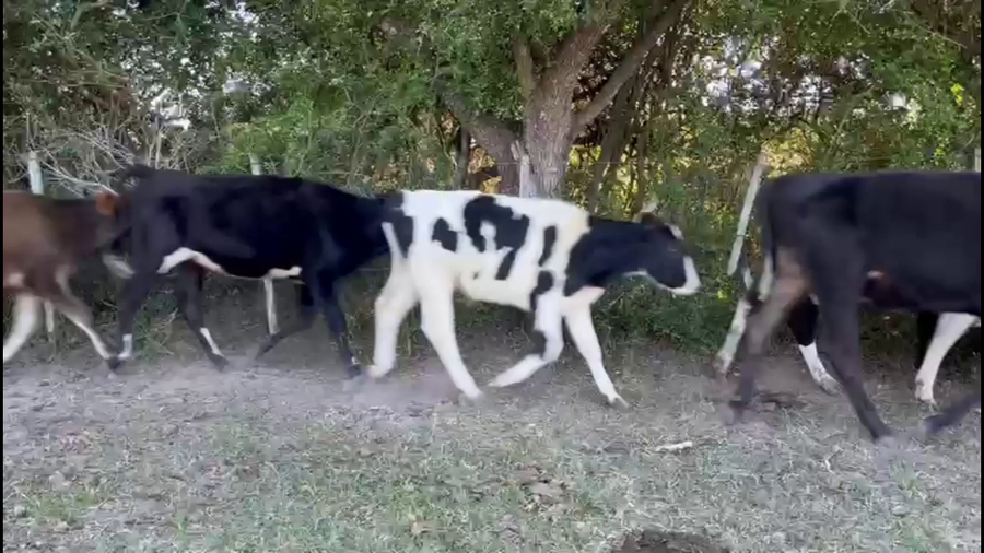 Lote TERNEROS HOLANDO