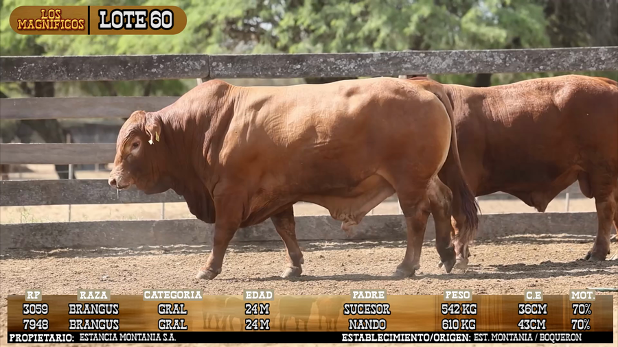 Lote LOTE 60 - VIVO