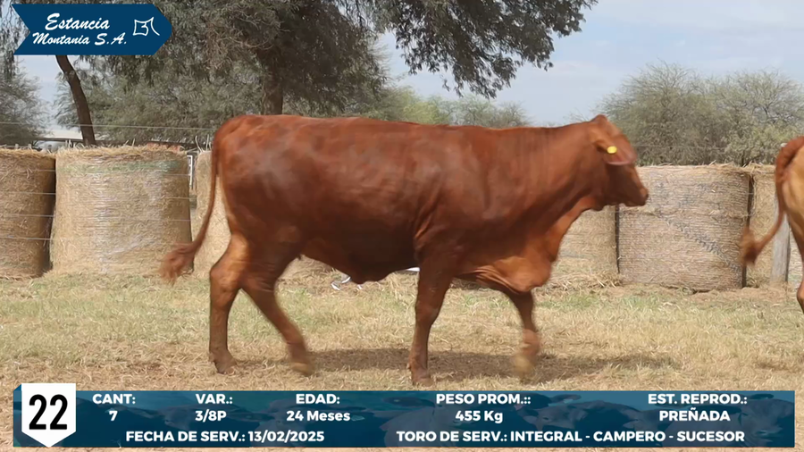 Lote LOTE 22