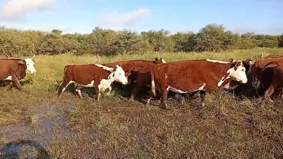 Lote 300 Vacas de invernar en Corrientes, Curuzu Cuatia