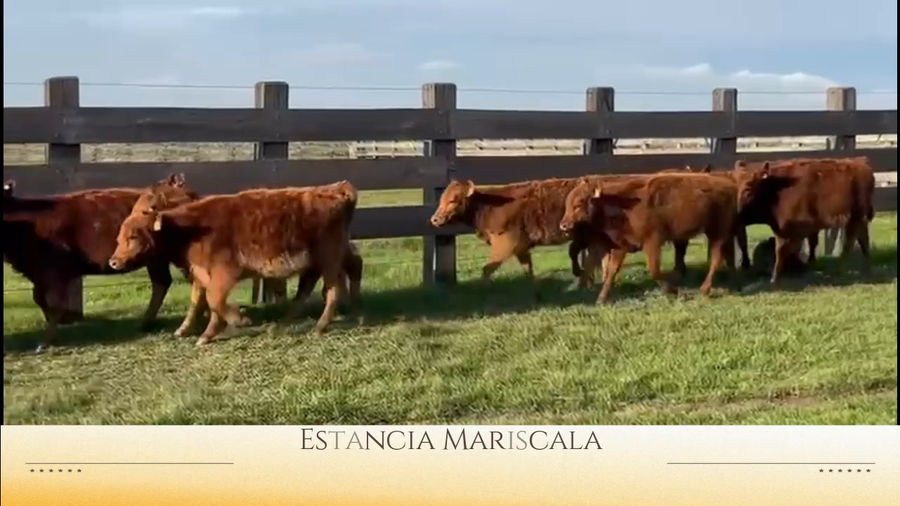 Lote 10  terneras Red Angus de otoño 2025