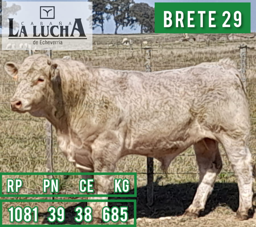 Lote TOROS CHAROLAIS PI