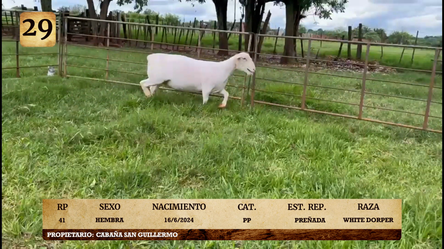 Lote LOTE 29