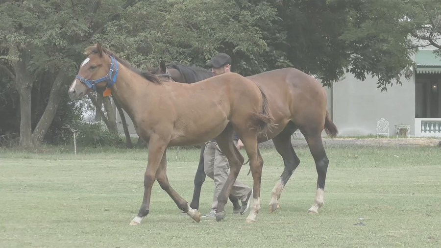 Lote FROST FLOWER (EASING ALONG - FAITHFUL)  Con cría al pie por LONG ISLAND SOUND.  Preñez por STORM EMBRUJADO