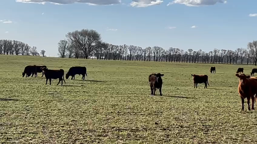 Lote 90 Vaquillonas C/ gtia de preñez en Buenos Aires, Carhue