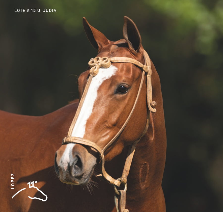 Lote U. JUDIA - T/E (DOLFINA EL MESSI - OPEN ORACION)
