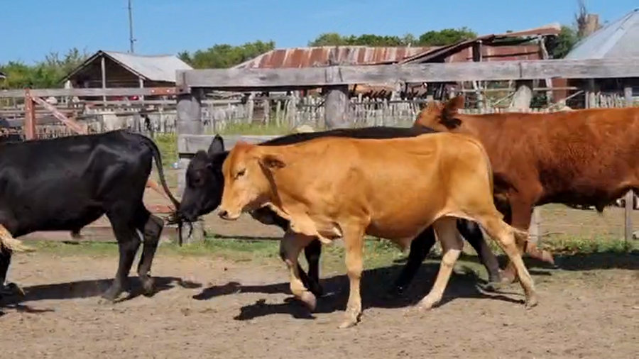 Lote 66 Novillitos en Corrientes, Curuzu Cuatia