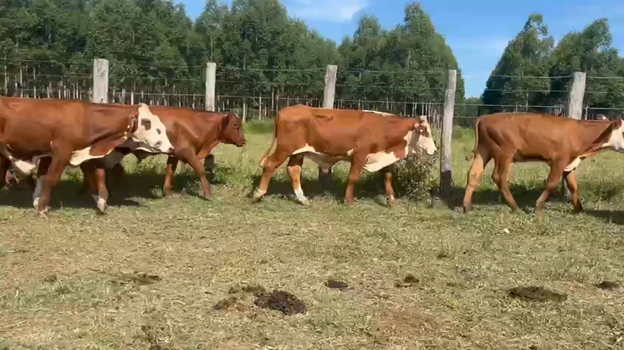 Lote 60 Terneros en Corrientes, Curuzú-Cuatiá