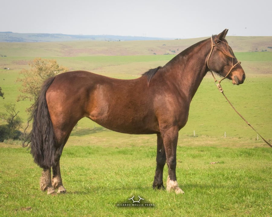 Lote Criollos da Fronteira El Gavilán Josefa  RP: 361