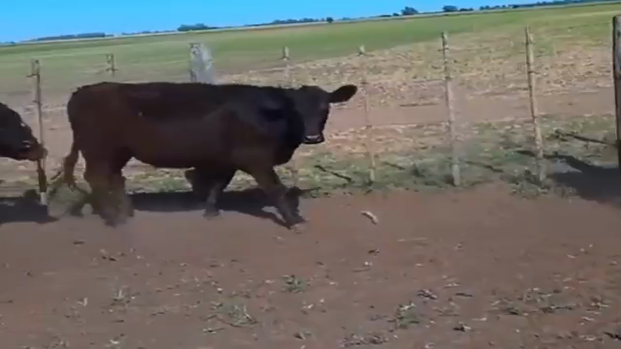 Lote 60 Novillitos  en Saladillo, Buenos Aires