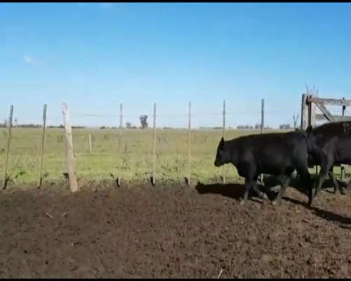 Lote 69 Terneros en Buenos Aires